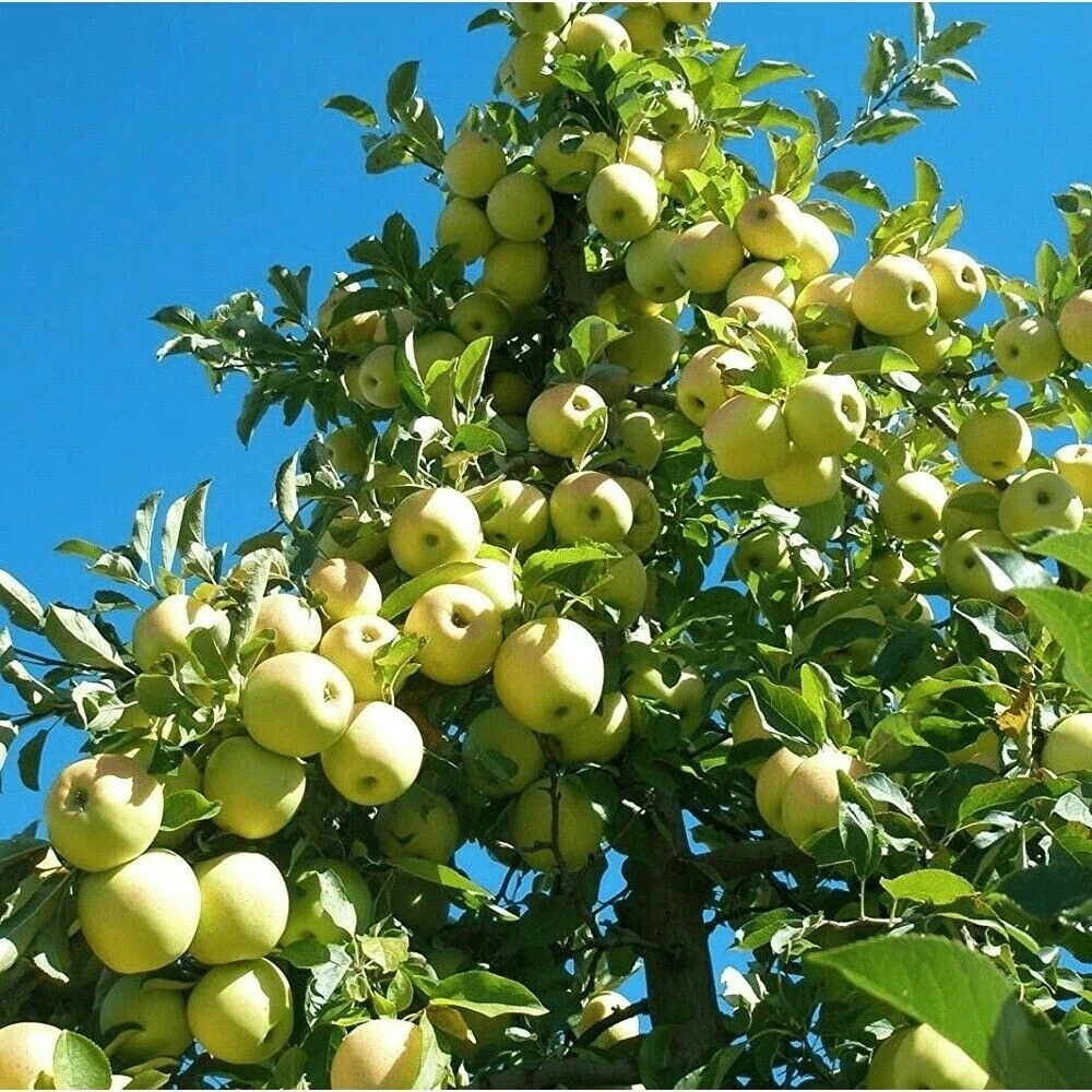 Golden Delicious Apple Scion Cuttings – 16 Unrooted Grafting Scions Malus domestica