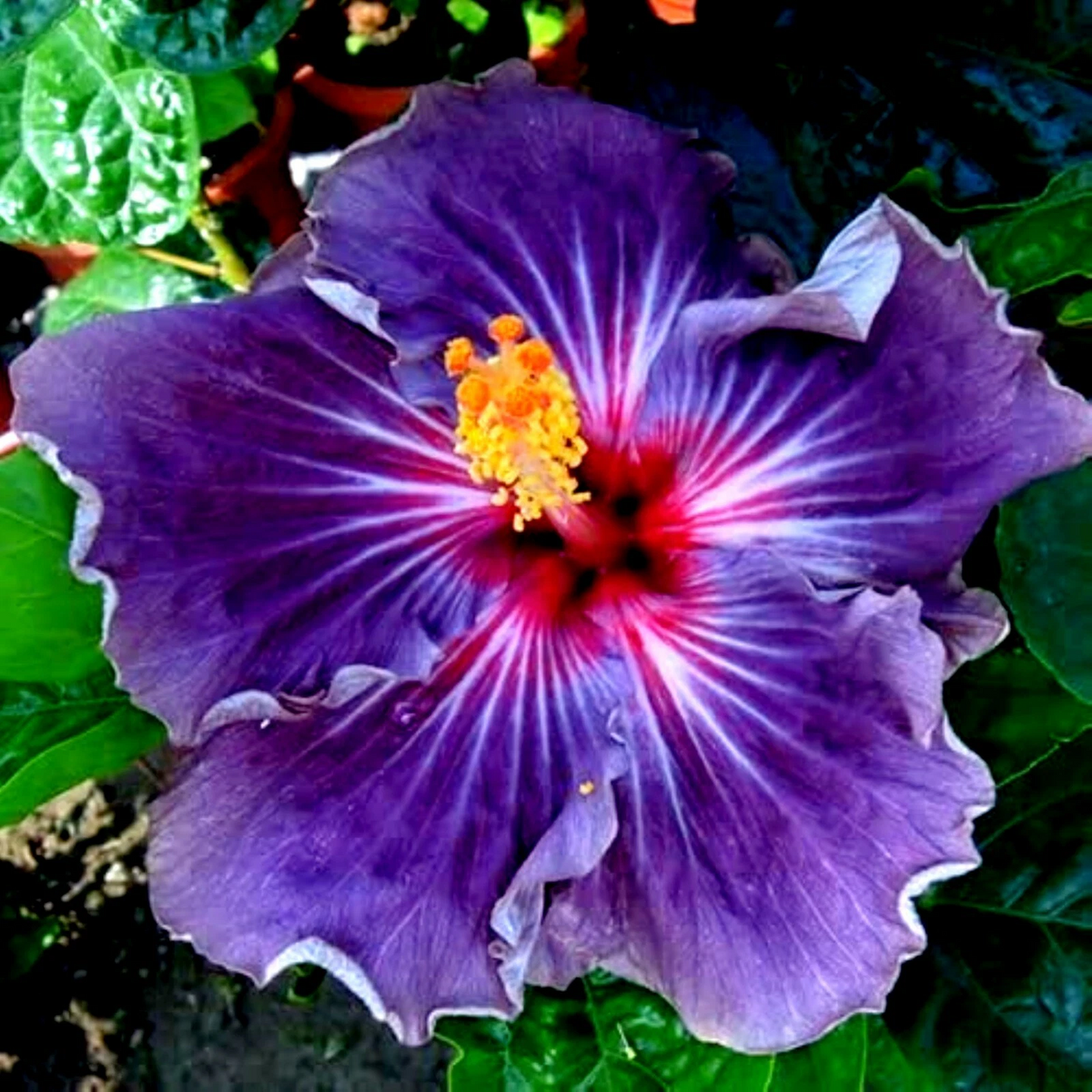 Hibiscus moscheutos Cuttings – 7 Live Rose Mallow Unrooted Perennial Planting Propagation Cloning
