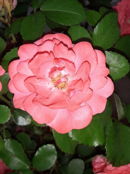 Coral Floribunda Rose Cuttings Rosa Shrub 4 Unrooted Cuttings For Propagation