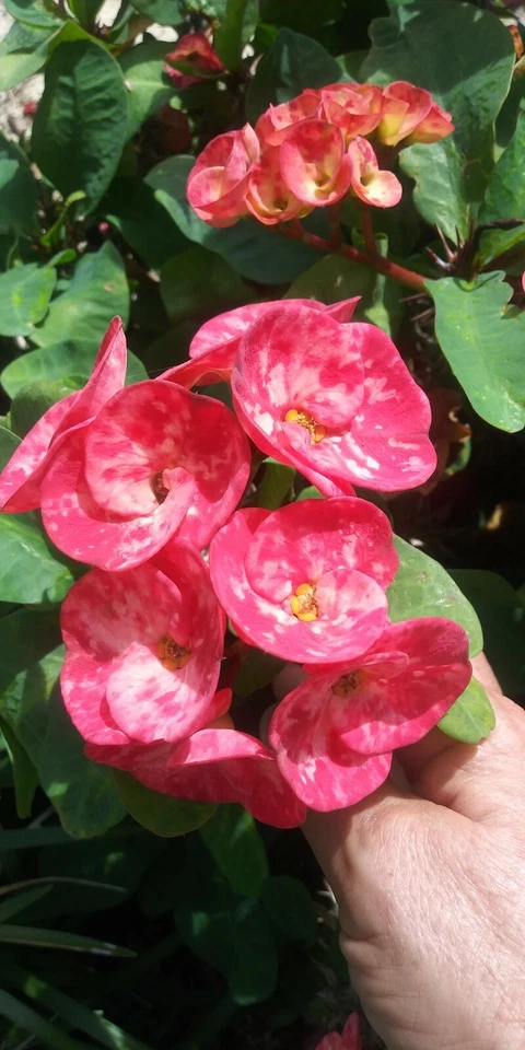 Unrooted Crown of Thorns Cutting – Euphorbia milii Thai Hybrid, 10 Inch Succulent Plant Propagation Cuttings