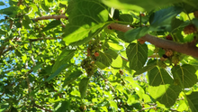 Dwarf Everbearing Mulberry Cuttings – 20 Live Unrooted Morus Nigra Stems, Assorted Sizes for Fruit Tree Propagation