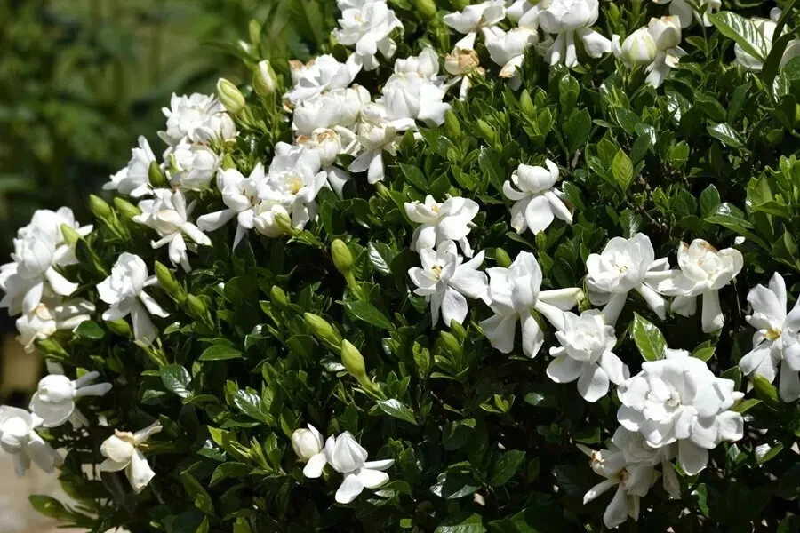 Unrooted Gardenia Cuttings Set of 8 | Southern Heirloom Gardenia Propagation Stems | Gardenia jasminoides