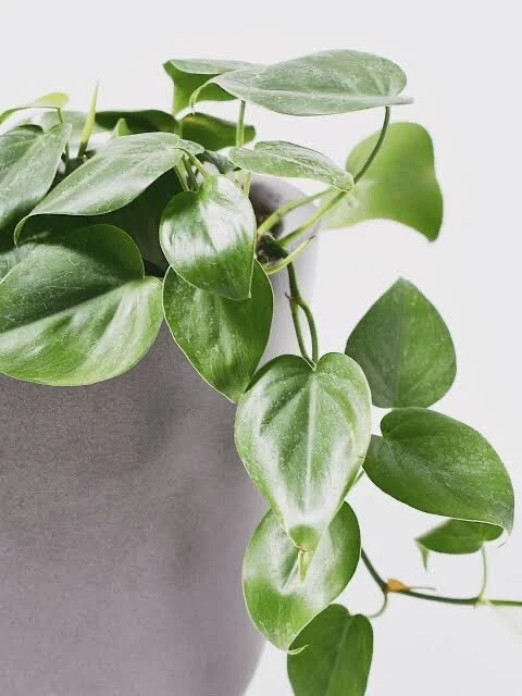 Philodendron Cordatum Heartleaf Cuttings – 6-8 Inch Stem Propagation Set of 4, Indoor Vine Houseplant, Philodendron hederaceum