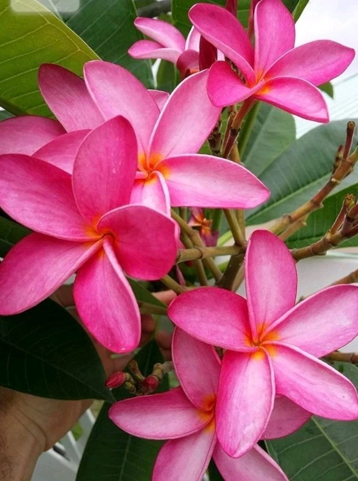 Hawaiian Fuchsia Plumeria Cutting – Unrooted Tropical Frangipani Propagation Plant, Bright Pink Flowers