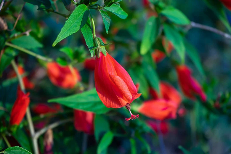 Red Turk’s Cap Cuttings – 6 Live Unrooted Malvaviscus arboreus Stems for Propagation, Sleeping Hibiscus, Tropical Ornamental Shrub