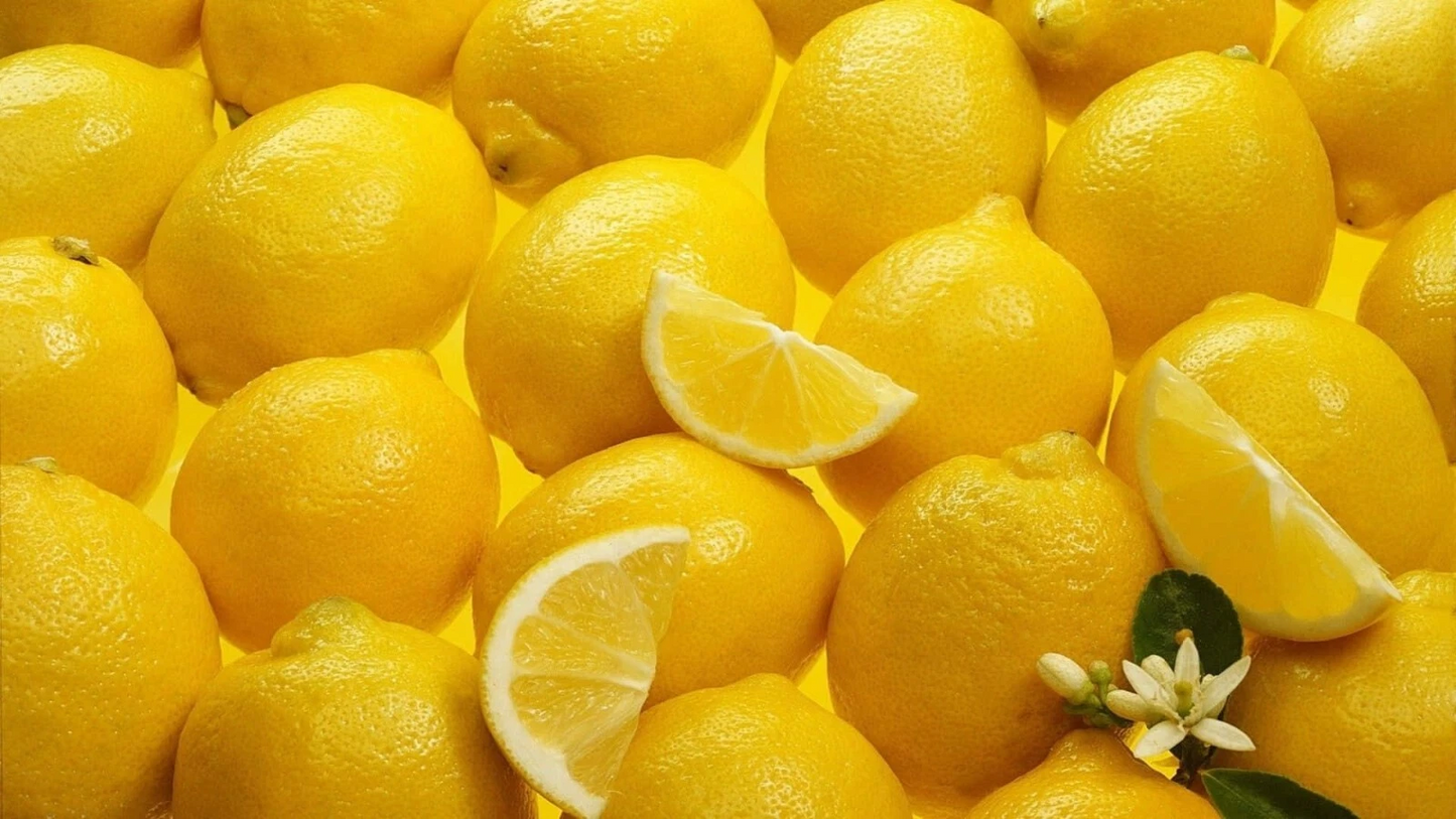 Meyer Lemon Scion Cuttings 4-6 Inches for Rooting & Grafting Citrus Citrus × meyeri