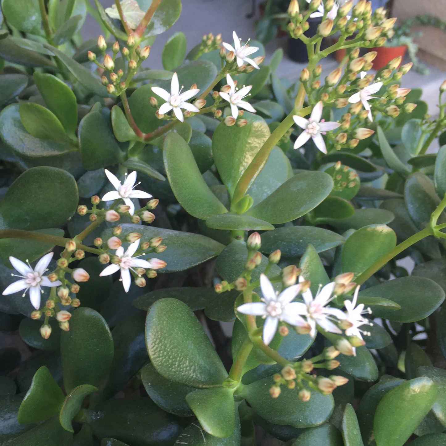 Crassula Ovata Red Jade Succulent Cuttings - 2 Unrooted Propagation Plants, Fleshy Leaves, Red-Toned, Indoor or Garden Use