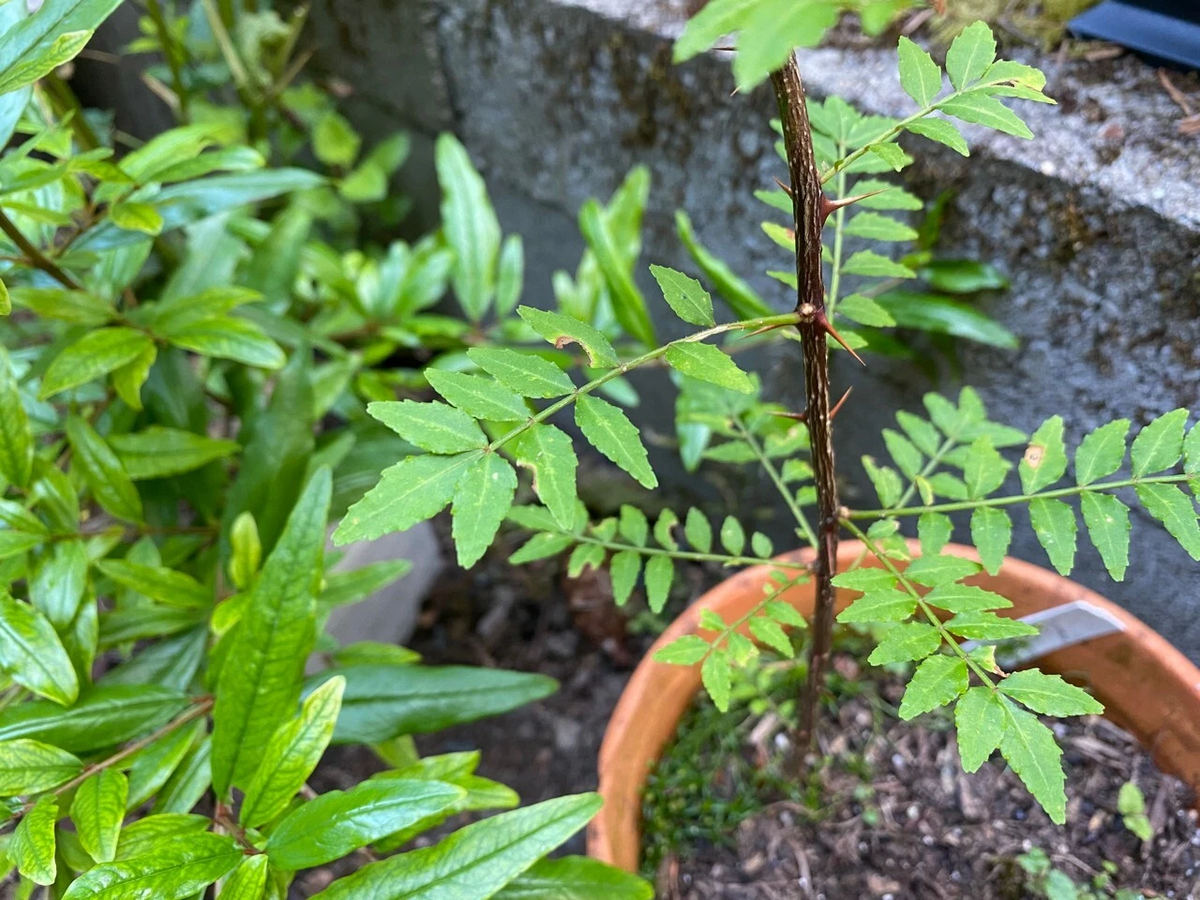 Sansho Japanese Pepper Tree Cuttings – Unrooted Zanthoxylum piperitum Propagation Branches, Ornamental Foliage, Garden or Container Growing