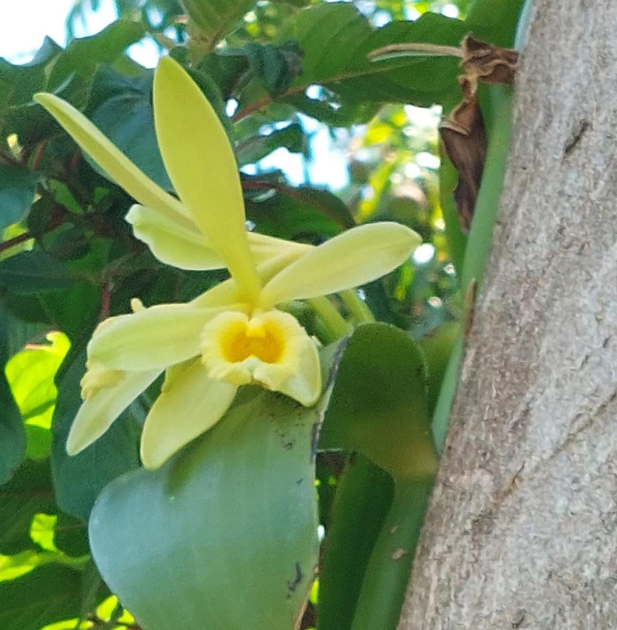 Vanilla Bean Orchid Cutting – Unrooted Vanilla planifolia Vine with Aerial Roots for Propagation, Tropical Climbing Orchid Plant
