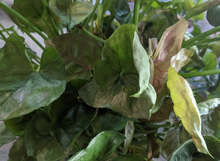 Syngonium Podophyllum 'Mango Allusion' Cutting – Live Unrooted Houseplant Propagation for Indoor Climbing and Trailing Decor
