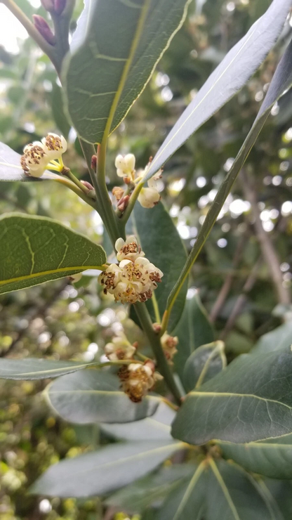 Bay Laurel Tree Cuttings – 5 Fresh Laurus Nobilis Stem Cuttings for Propagation and Planting