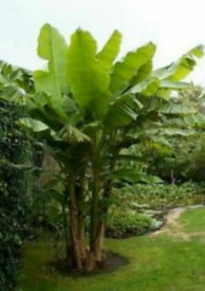 Gran Nain Banana Tree Rooted Starter Plant Musa Acuminata Live Tropical Plant