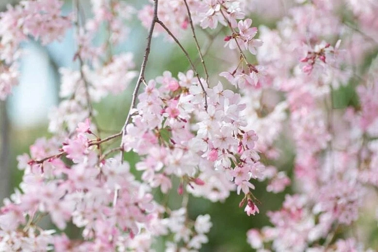 Japanese Flowering Cherry Cuttings - Unrooted Prunus serrulata Scions for Propagation & Grafting