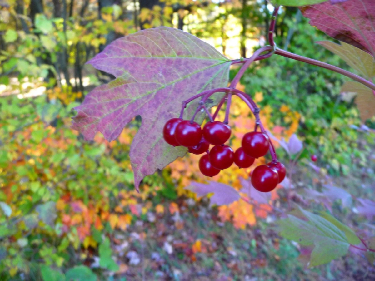Highbush Cranberry Cuttings – 5 Unrooted Viburnum trilobum 8 Inch Propagation Shrubs for Outdoor Garden Planting