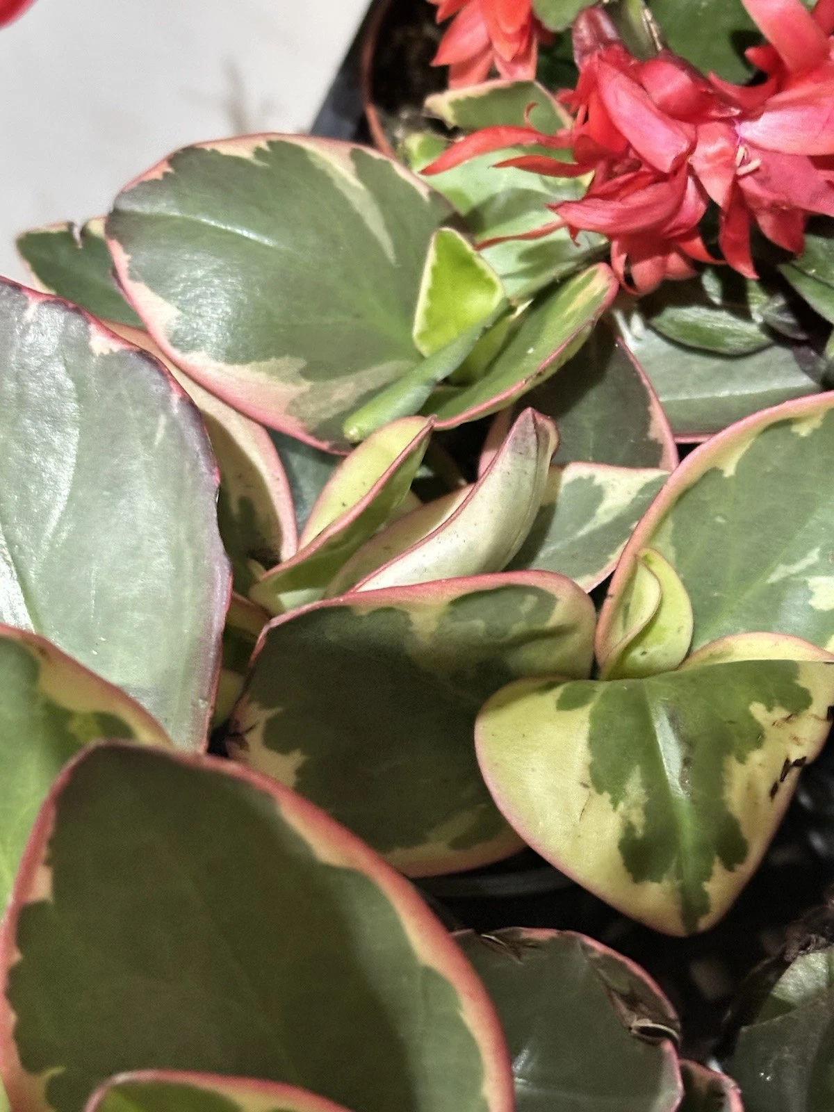 Peperomia Clusiifolia Tricolor Plant – Live Rooted Succulent Houseplant, 3-5 Inches, Green Cream Red Variegation