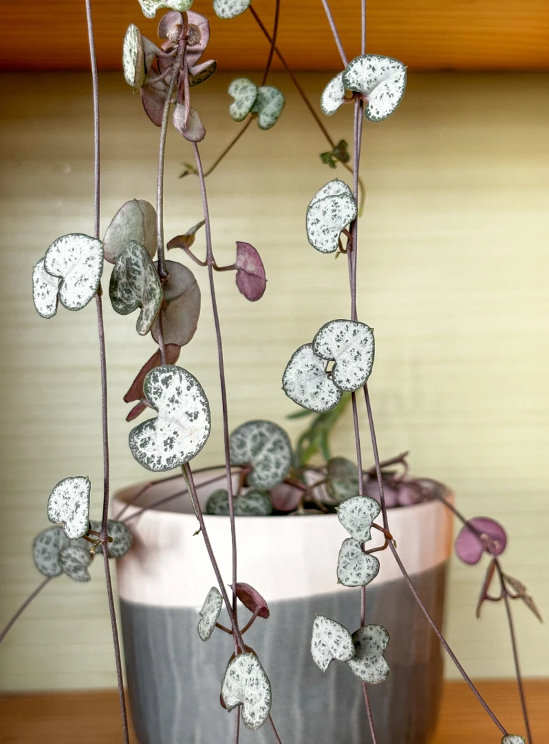 String of Hearts Unrooted Cuttings – 3 Strand Ceropegia woodii Trailing Houseplant Propagation Material
