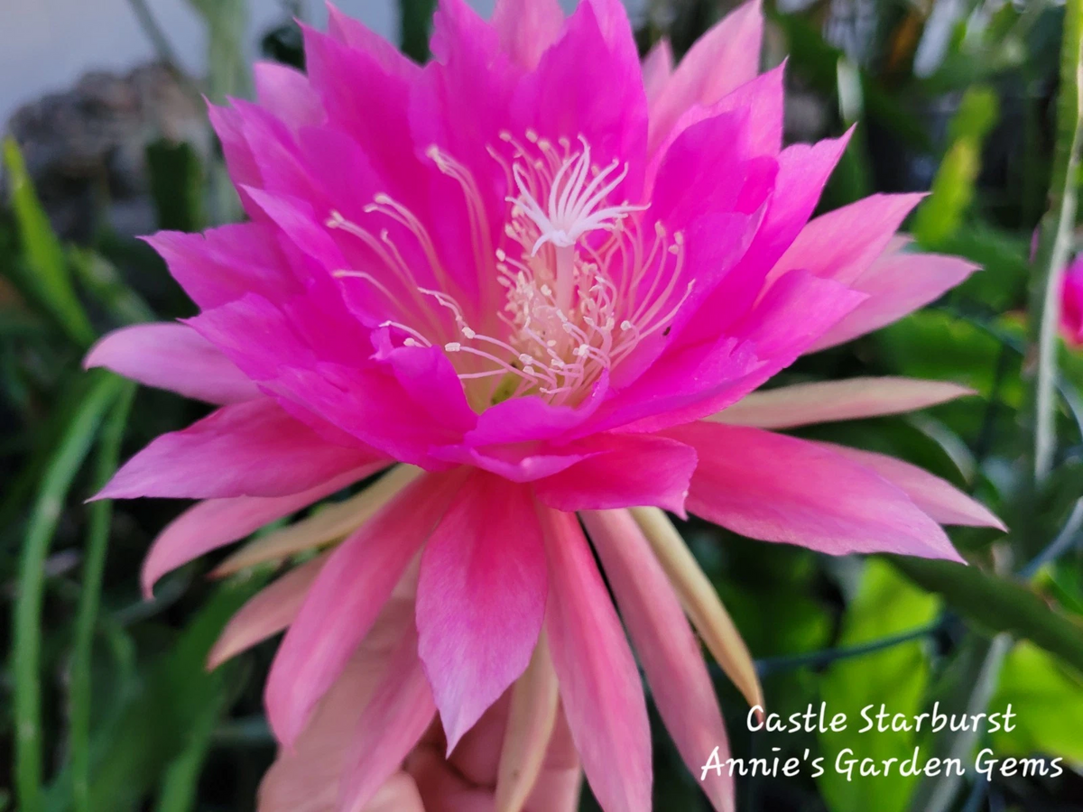 Epiphyllum Castle Starburst Unrooted Cuttings – Orchid Cactus Propagation, 8-10 Inches, Trailing Epiphytic Cactus Plant