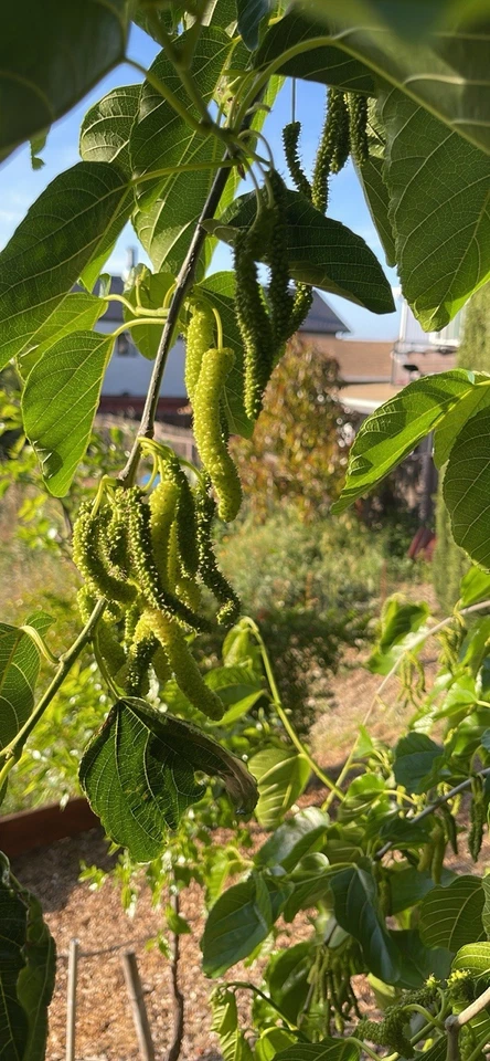White Pakistan Mulberry Cuttings - 7 Live Unrooted Fruit Tree Grafting Propagation Morus spp.