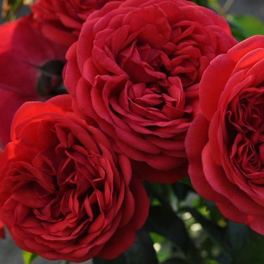 Don Juan Climbing Rose Live Plant 1.5-Gallon Pot Red Flowering Rose Vine for Trellises & Fences Rosa 'Don Juan'