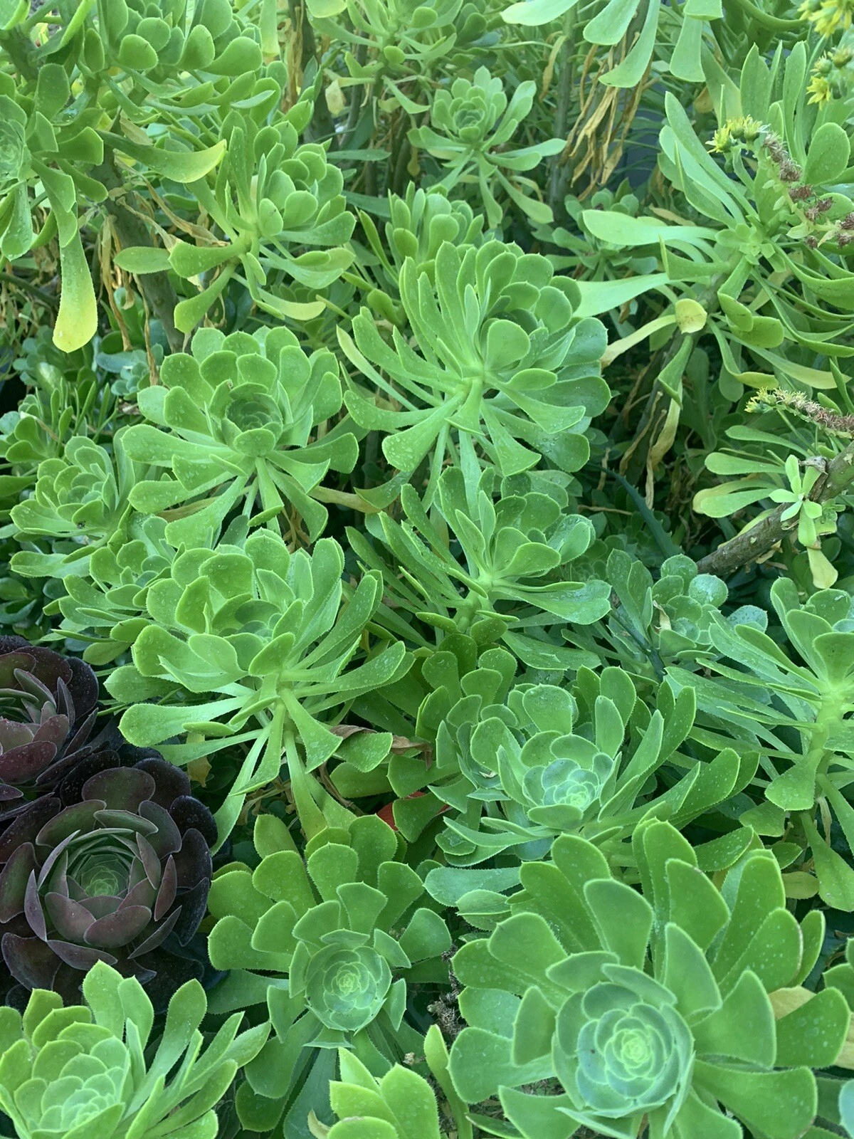Unrooted Green Aeonium Succulent Cuttings – Aeonium arboreum Rosette Propagation Material for Indoor & Outdoor Growing