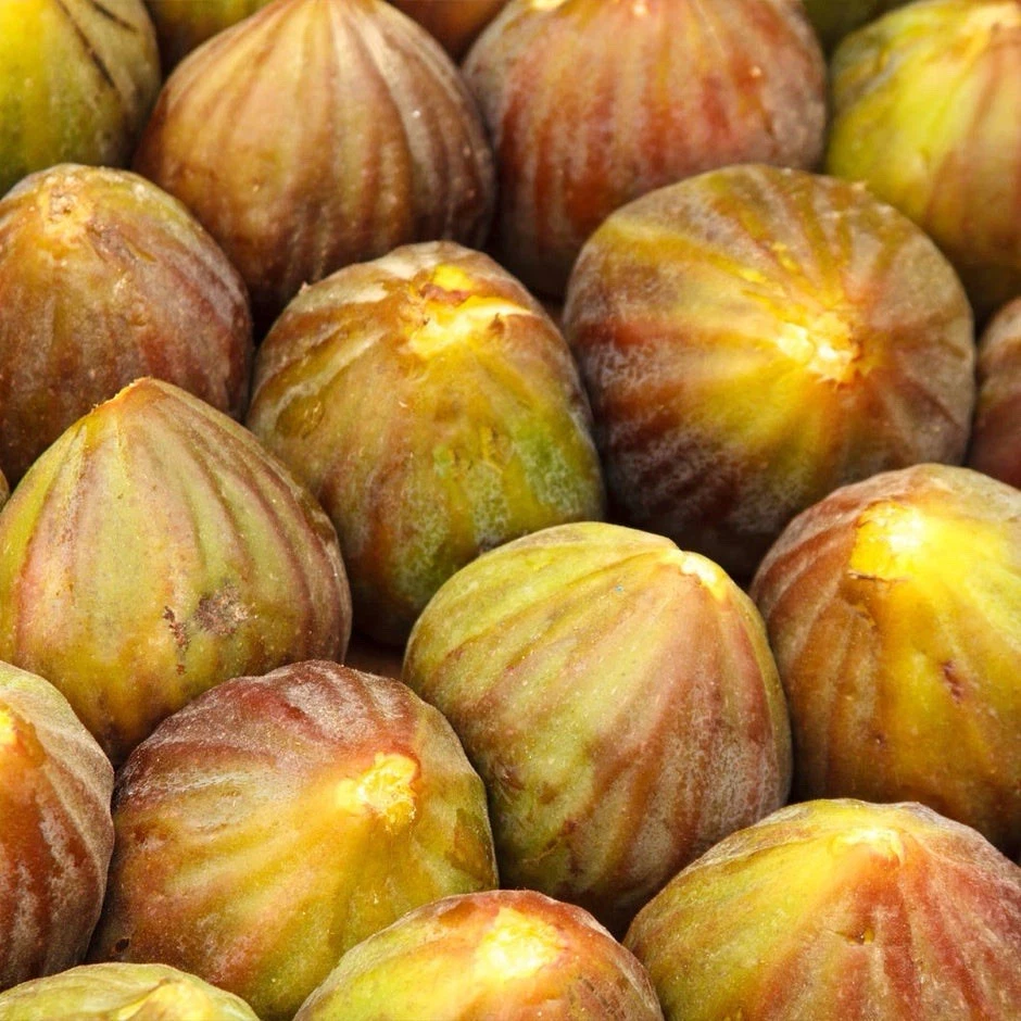 Unrooted Brown Turkey Fig Cuttings – 4 Ficus carica Propagation Scions, 6–8 Inches for Nursery and Home Garden