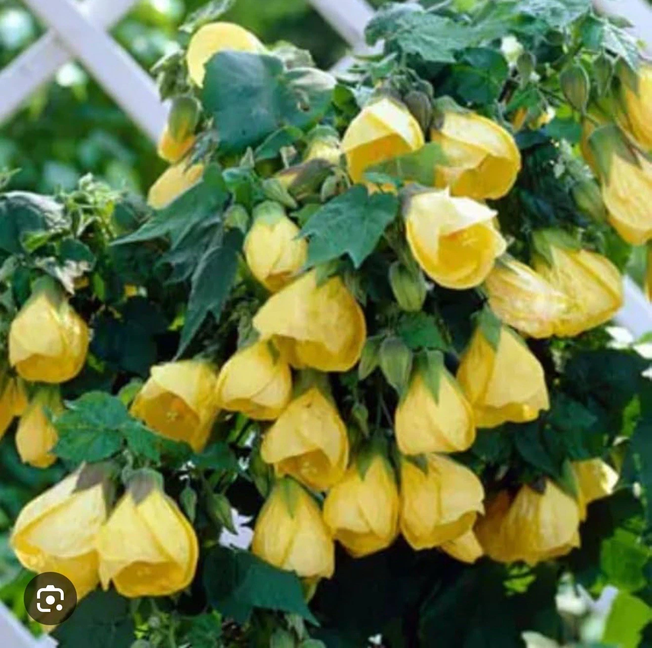 Yellow Abutilon Flowering Maple Starter Plant – Small Rooted Abutilon Live Plant for Garden & Container Growing