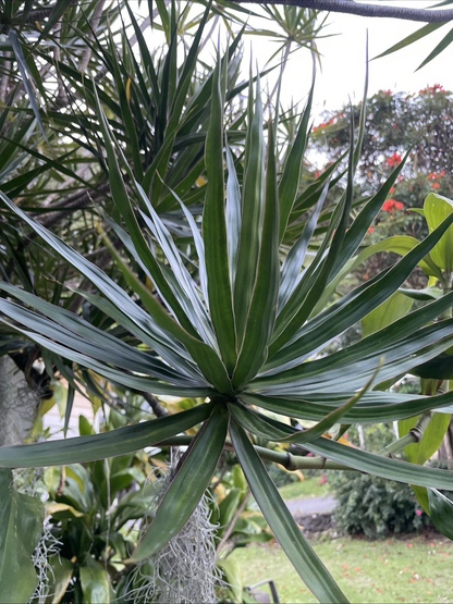 Hawaii Grown Dracaena Marginata Cuttings – 3 Live Madagascar Dragon Tree Cuttings, Indoor Foliage Plant