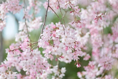 Japanese Flowering Cherry Unrooted Cuttings – 12 Prunus serrulata Cultivar Scions for Rooting Propagation