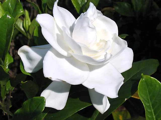 Gardenia Jasminoides Rooted Plants – 2 Live 6-Inch White Flowering Shrubs for Garden & Container