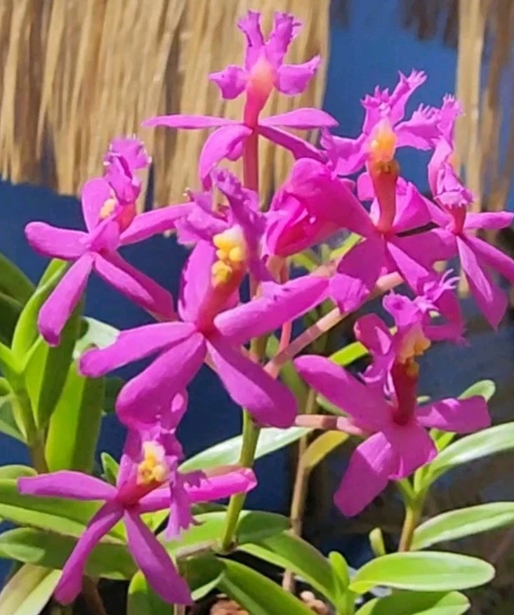 Epidendrum Radicans Fire Star Orchid – Rooted Keiki, Purple Lavender Reed Orchid Starter Plant