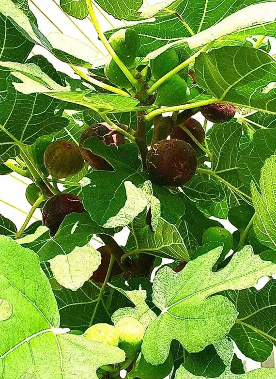 Hardy Chicago Fig Tree Cuttings – 5 Organic Unrooted Ficus carica Propagation Material for Cold Hardy Outdoor or Container Growing