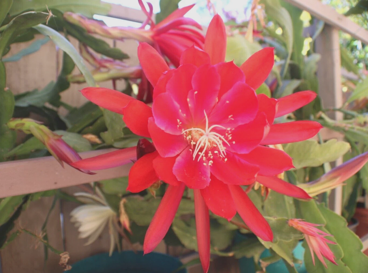 Epiphyllum Orchid Cactus Cuttings - 3 Unrooted 8-12 Inch Mixed Flower Colors for Propagation