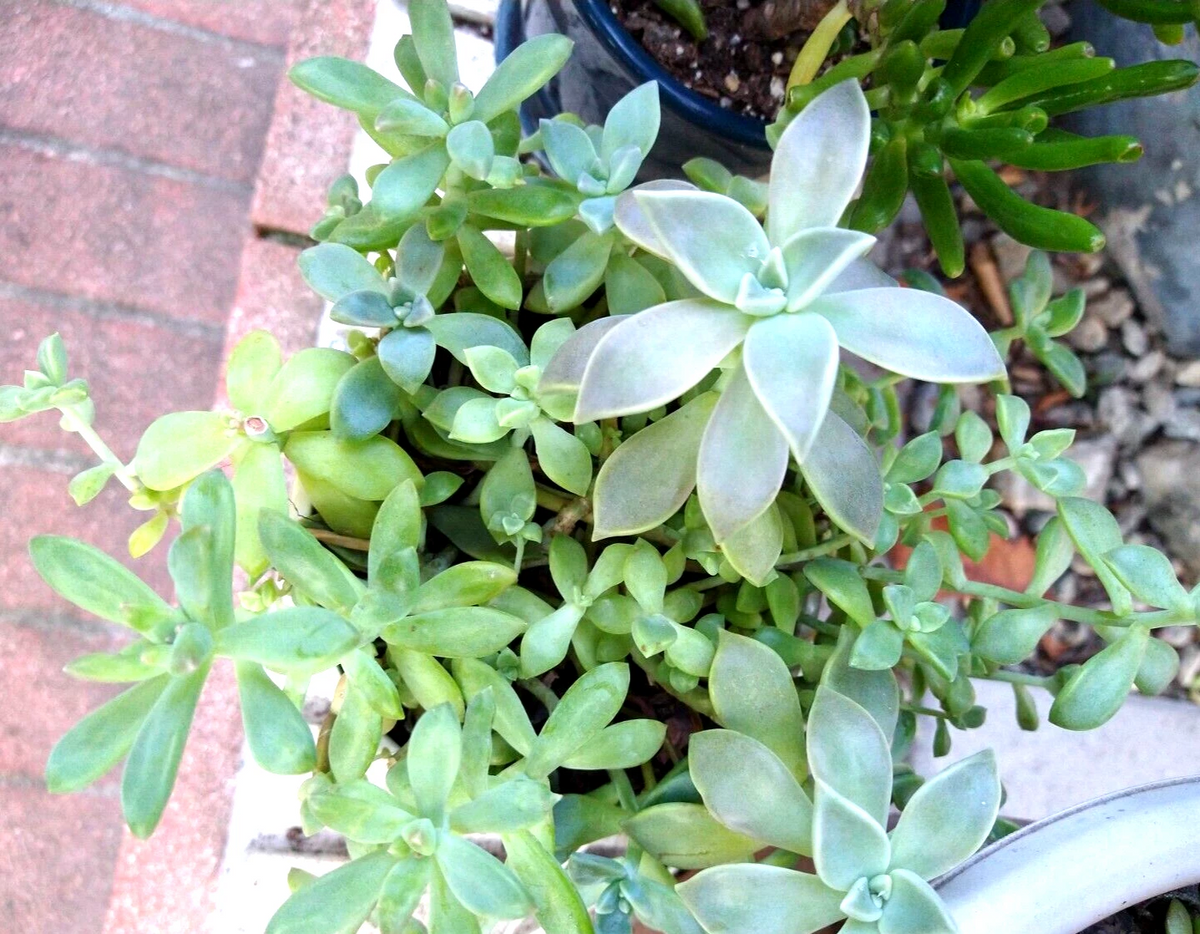 Sedum Clavatum Succulent Cuttings Lot of 15 – Blue-Green Rosettes, Stems & Leaves for Propagation