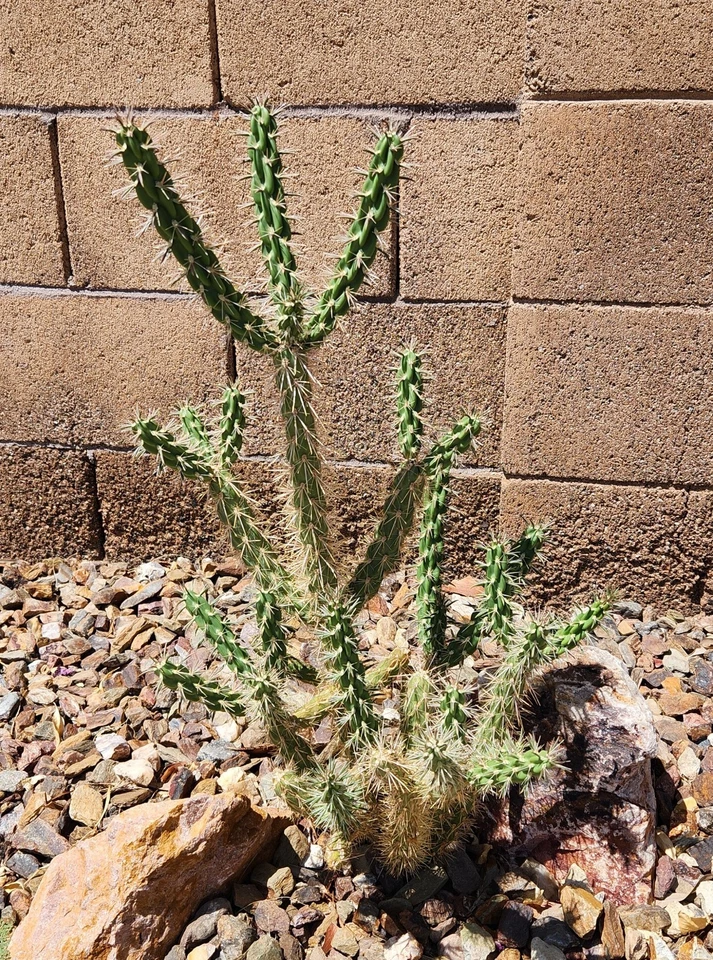 Tree Cholla Cactus Cutting – Cylindropuntia imbricata Live Unrooted Stem Segment for Desert Landscaping