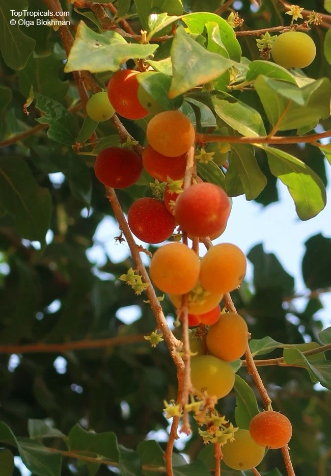 Rooted Tropical Apricot Cuttings – Dovyalis hebecarpa Fruit Shrubs for Garden & Container Growing