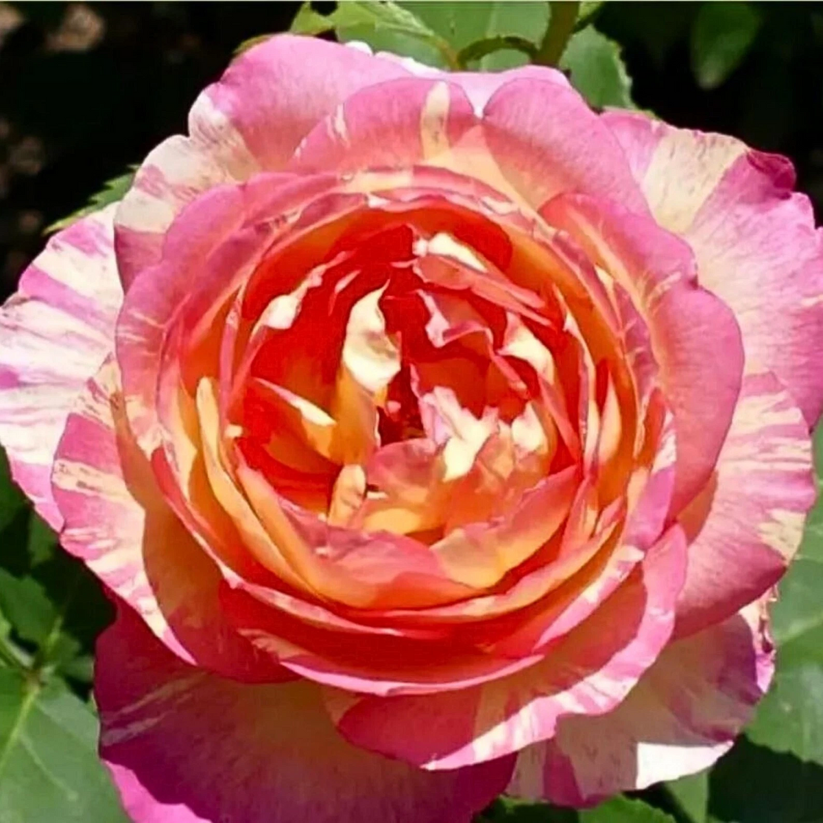 Marc Chagall Rose Cuttings – Unrooted Hybrid Tea Rose Propagation, Garden or Landscape Grafting, Rosa â€˜Marc Chagallâ€™