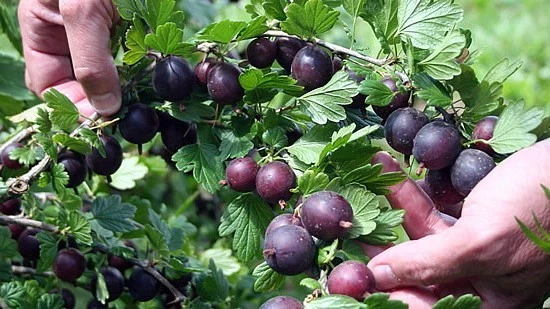 Black Gooseberry Cuttings – 12 Unrooted Ribes spp. Deciduous Berry Shrub Propagation Material