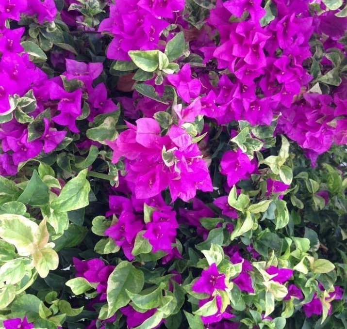 Blueberry Ice Bougainvillea Live Plants – Set of 2 Rooted Variegated Climbing/Vining Shrubs, No Pot, Bright Colorful Bracts