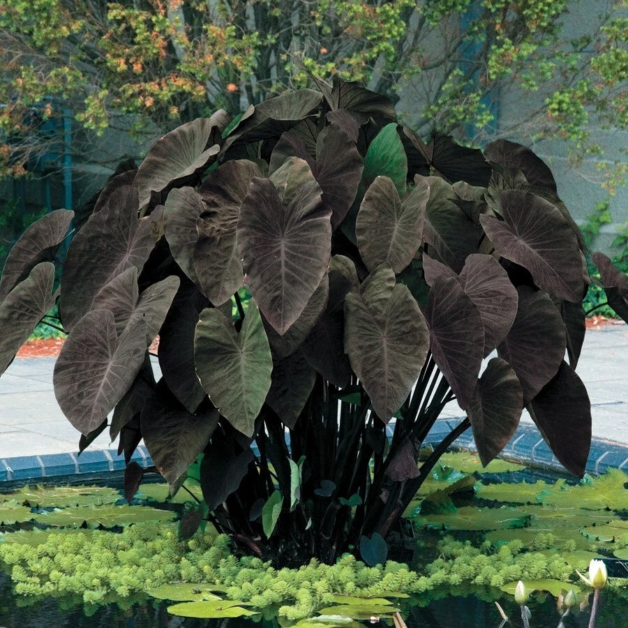 Black Magic Elephant Ear Starter Plant – Colocasia esculenta with Dark Foliage, Live Rooted Plant for Indoor & Outdoor Gardens