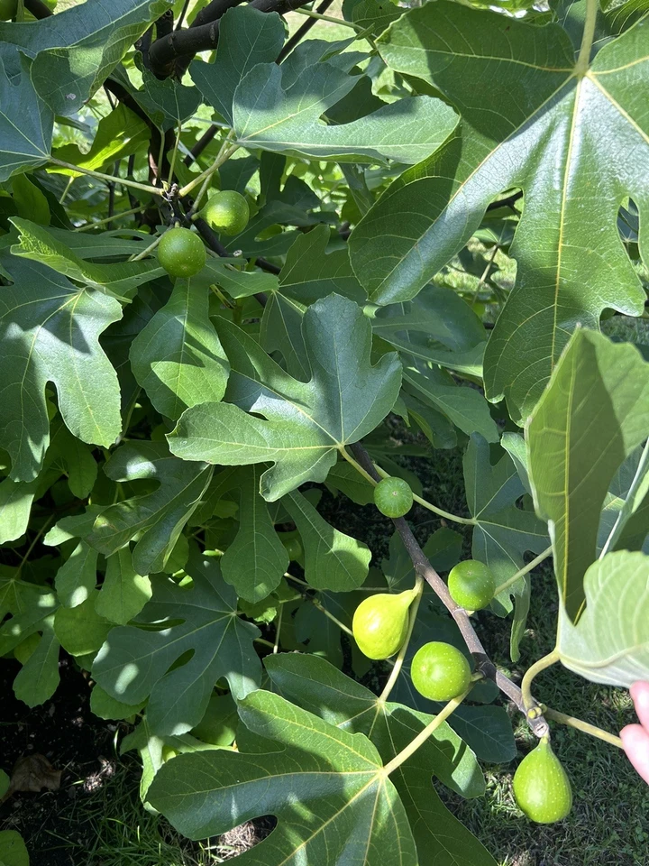 Sicilian White Fig Tree Cuttings – Ficus carica Unrooted Propagation Cuttings for Grafting and Outdoor Growing