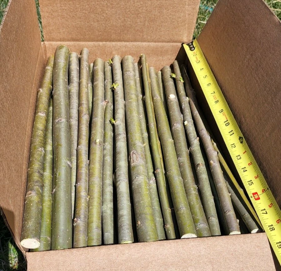 Austree Hybrid Willow Tree Cuttings – 15 Thick 18-Inch Live Unrooted Propagation Cuttings for Landscaping and Erosion Control
