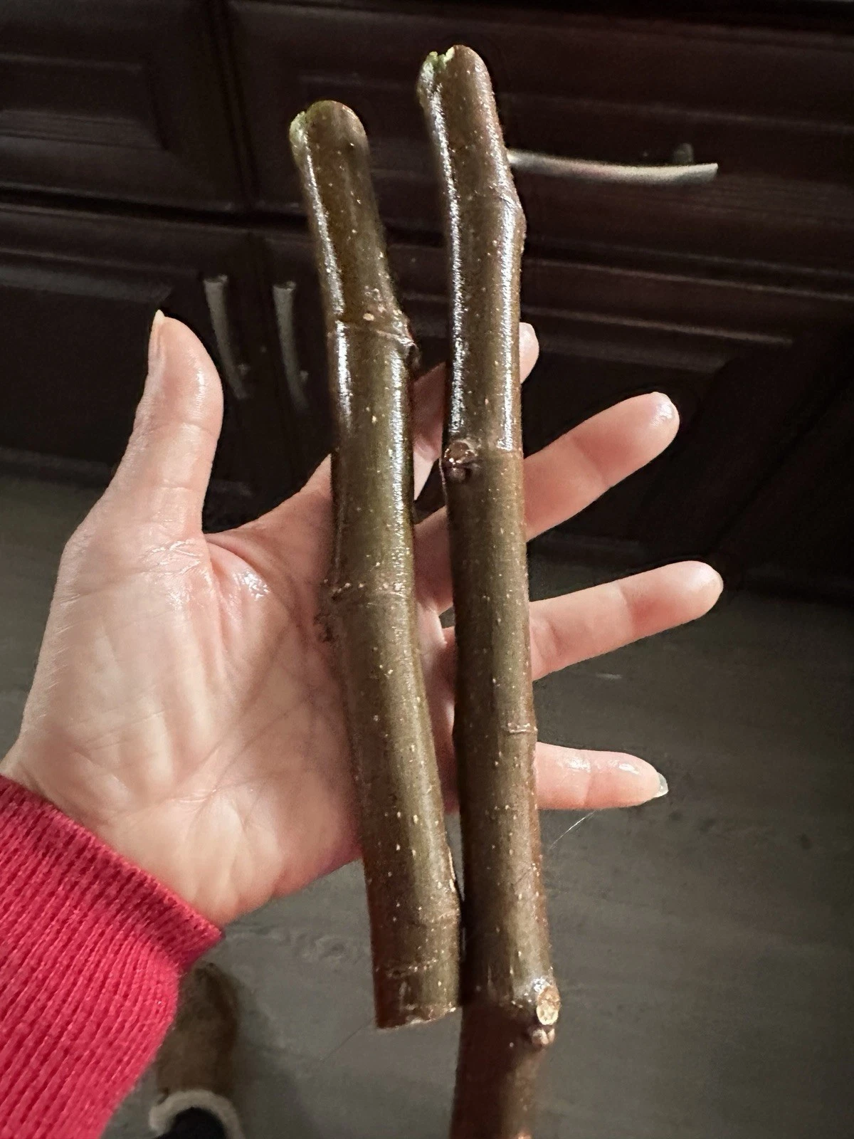Black Madeira Fig Tree Cuttings – 6+ Inch Unrooted Ficus carica Fruit Tree Propagation Material