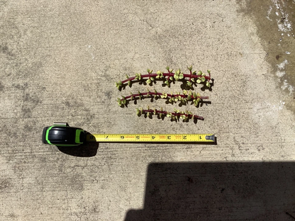 Variegated Elephant Bush Cuttings – Portulacaria Afra Live Cuttings, 11 Succulent Cuttings for Propagation