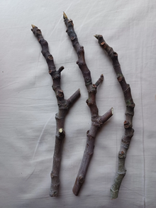 Fig Tree Cuttings – 3 Live Unrooted Fig Plant Cuttings with Sweet Red Fruit Variety for Propagation