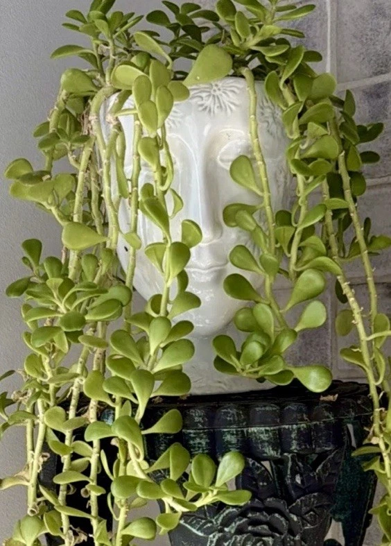 Trailing Weeping Creeping Jade Succulent Cutting – Senecio jacobsenii, 3 Inch Unrooted Propagation Plant