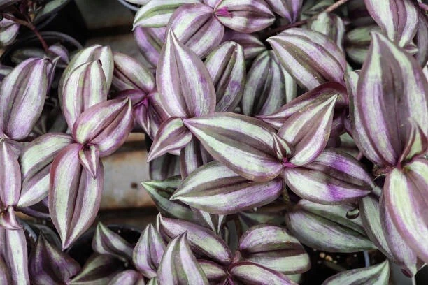 Tradescantia Zebrina Cuttings – 10 Live Purple Trailing Houseplant Clippings, Easy-Rooting Striped Foliage, Indoor Vine for Hanging Baskets