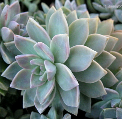 Graptopetalum Succulent Cuttings – 10 Unrooted 2 Inch Stems for Planting and Propagation