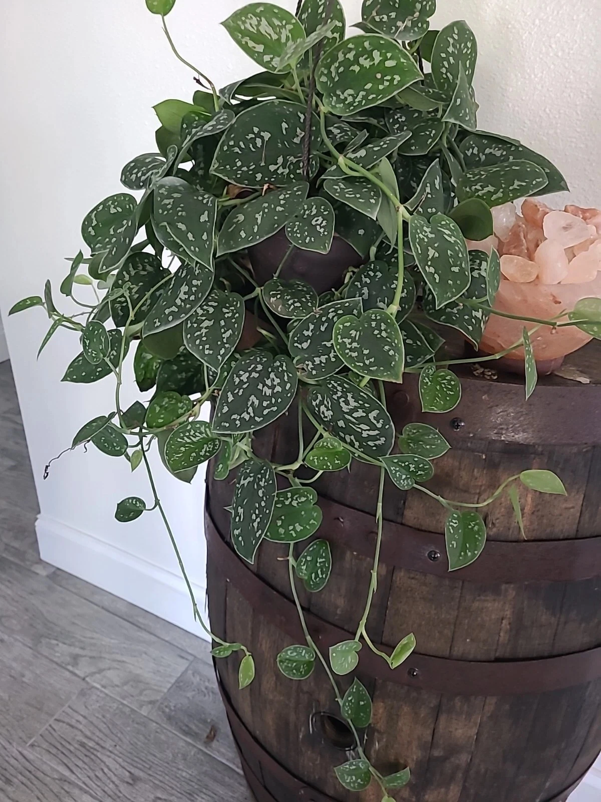 Silver Satin Pothos Cutting – 3 Nodes, Unrooted Scindapsus pictus Trailing Houseplant Propagation Material