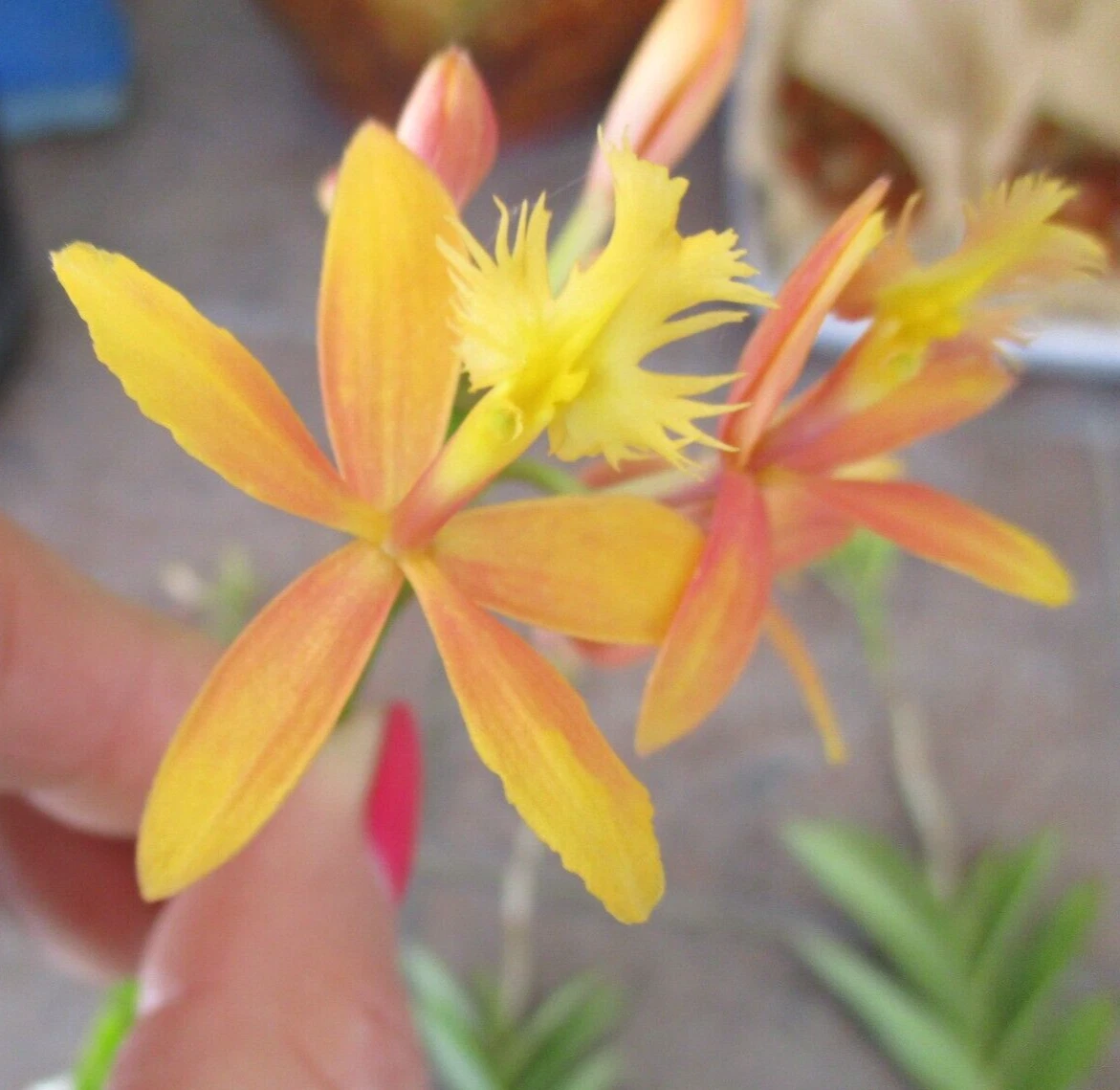 Epidendrum Orchid Cuttings – 2 Live Unrooted Yellow Pink Flush Propagation Plant