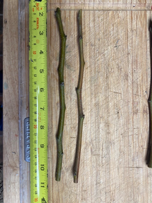 Olive Tree Cuttings – Fresh Unrooted Olea Europaea Cuttings for Propagation and Planting